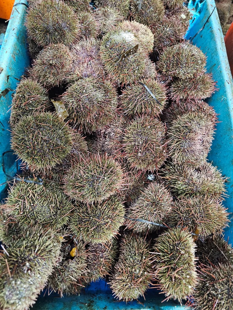 수확된 성게 원물